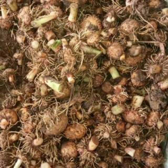 bibit porang super dari umbi 1kg