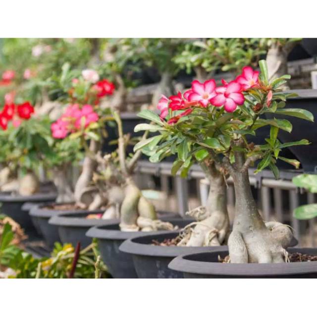 Benih bonsai adenium merah