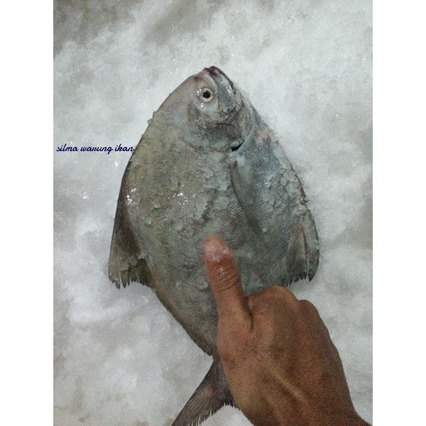 

ikan bawal segar ikan harian 1kg