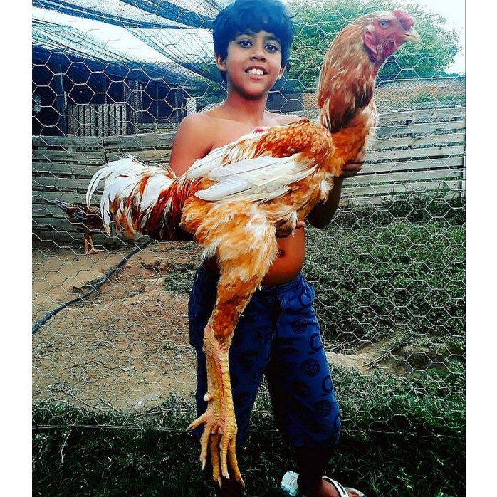 TELUR AYAM GORILA MODIF SIAP DI TETASKAN