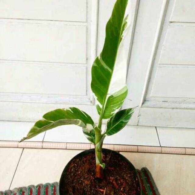 Tanaman hias pisang variegata/ tanaman langka