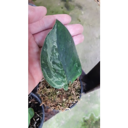 scindapsus jade satin varigata murce