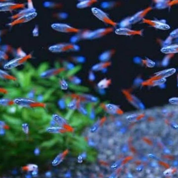 Paket ikan hias neon tetra isi 10 ekor