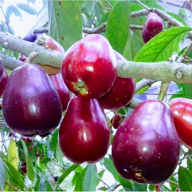 Bibit Jambu Jamaika/Jambu Bol/Jambu Dersono