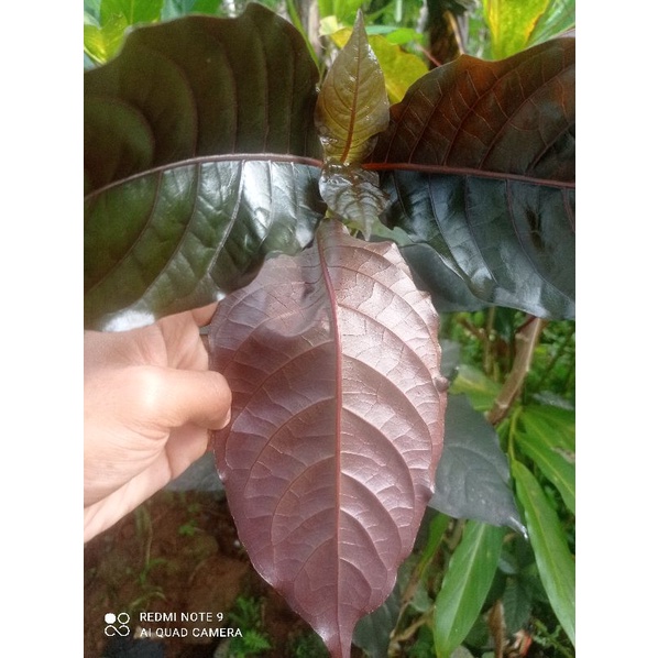 

daun ungu/handelem 100gr siap petik/segar