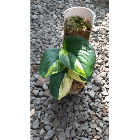 Scindapsus Jade Satin Variegata - Scindapsus Jade Satin