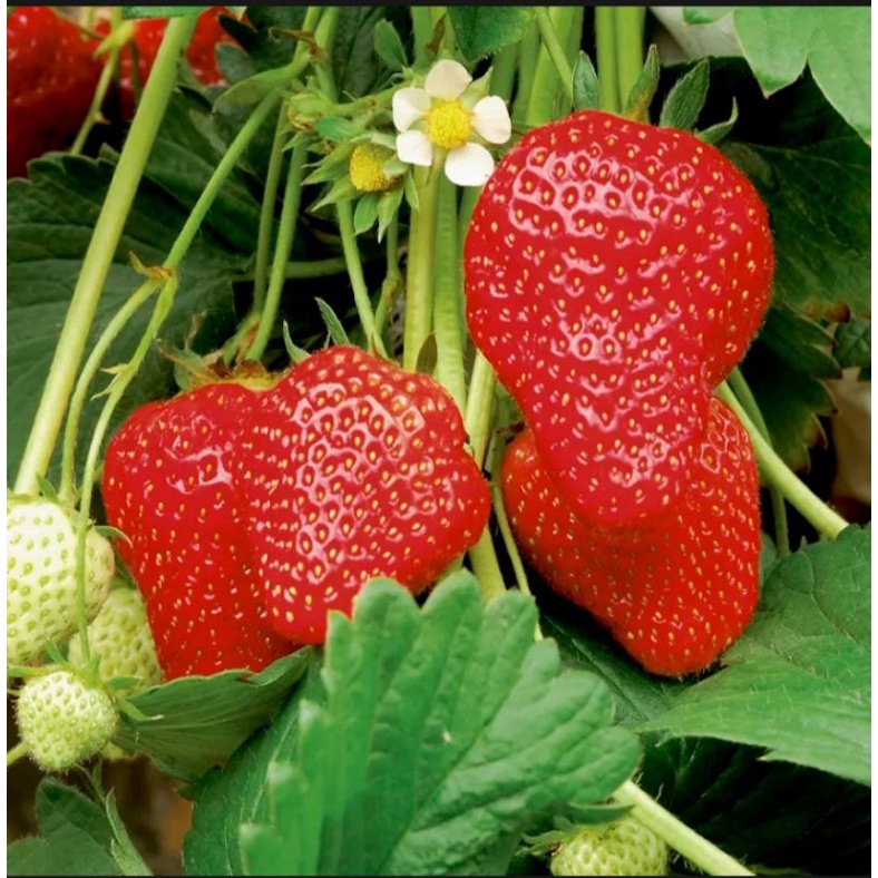 20 bibit strawberry jumbo manis jenis mencir bibit strawberry unggulan