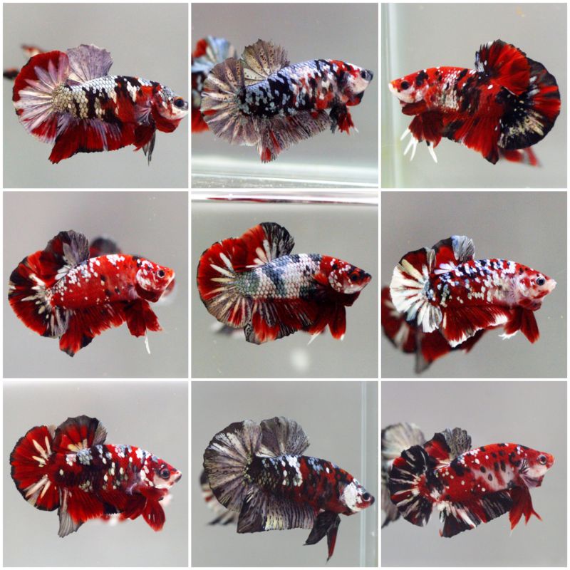 red koi Cooper