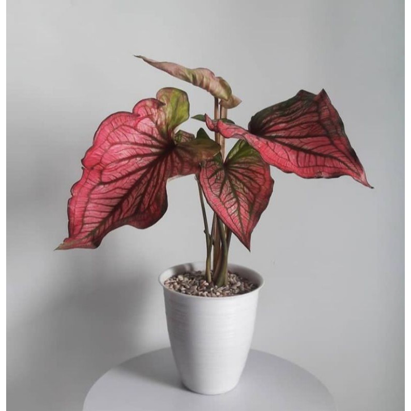 tanaman hias/caladium/caladium infinity