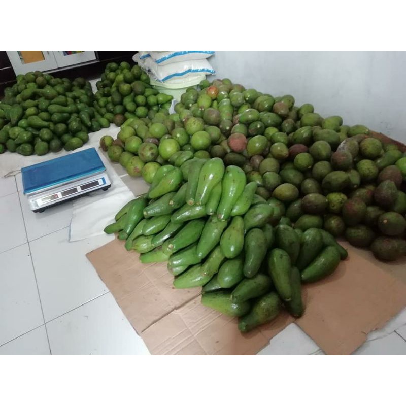 

ALPUKAT ASLI JAWA TENGAH 100%