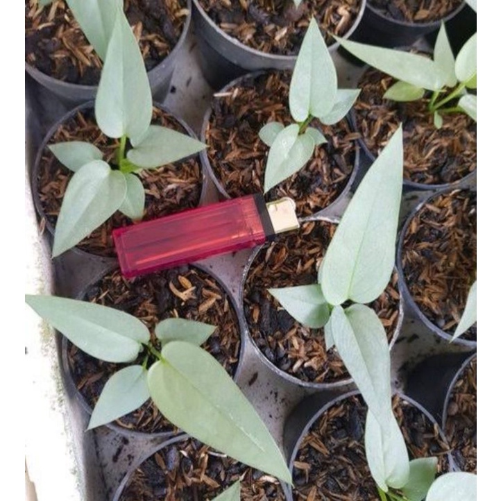 bibitan anturium keris silver