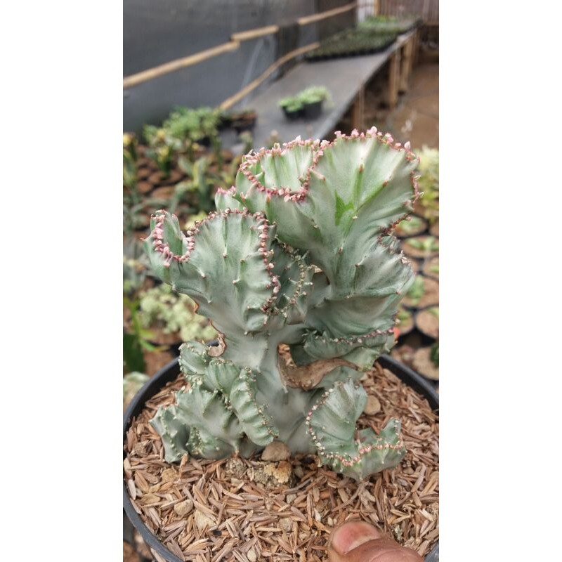 

laktea