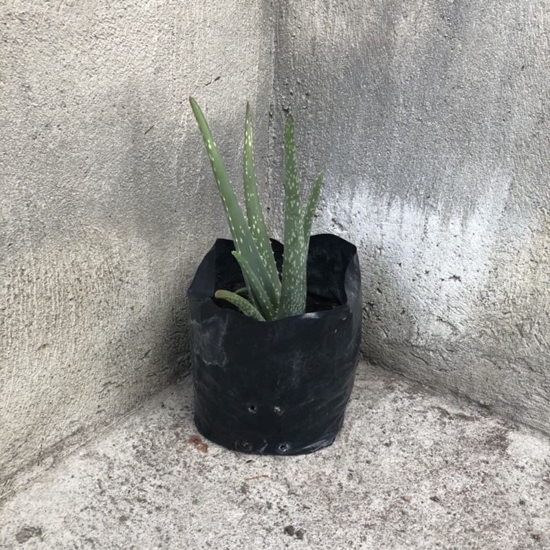 Lidah buaya jumbo barbadensis