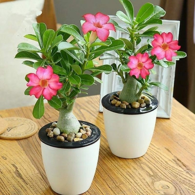 adenium bibit bongsai adenium