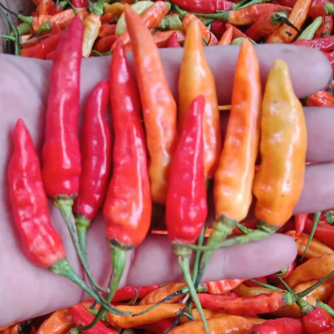 

T3RL4R1S Cabe Rawit Merah RM 1-2 kg sret Cabai Rawet Lombok setan Abang 500 gr