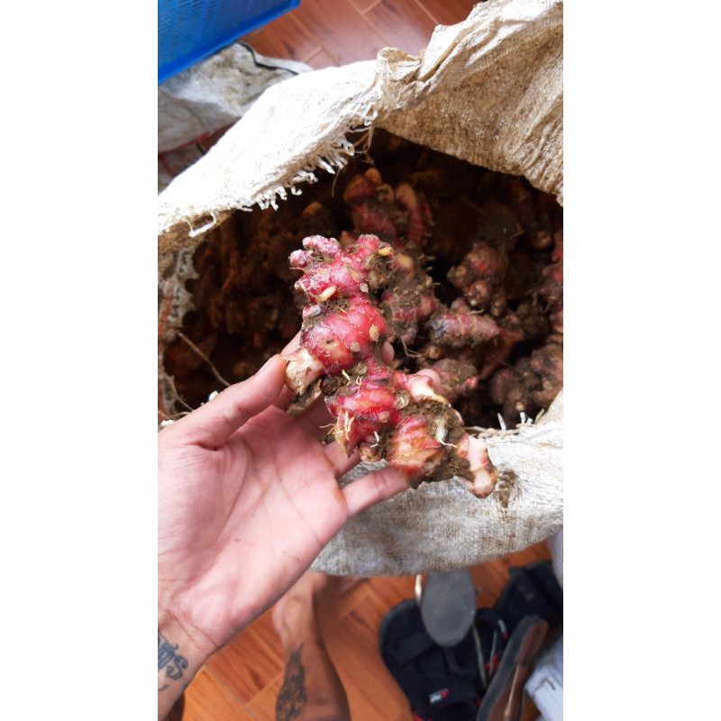 bibit rimpang jahe merah bogor