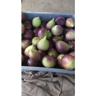 

Harga Diskon TF9100 Buah Tin, Ara, Fig Fresh Grade B 200grm. TF9