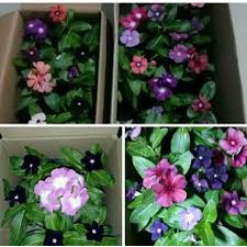 Benih Bunga Vinca Mix Banyak Warna 20 seed