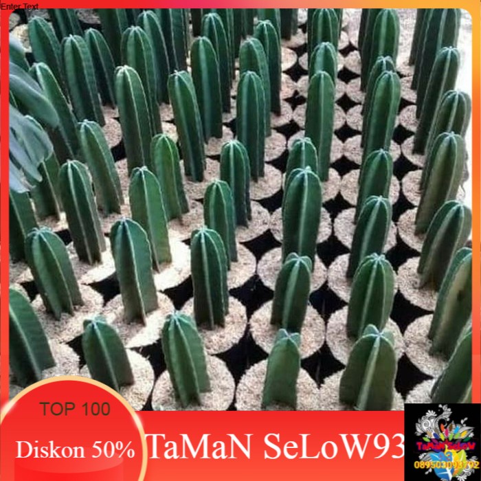 Bibit Tanaman kaktus | Pohon Kaktus