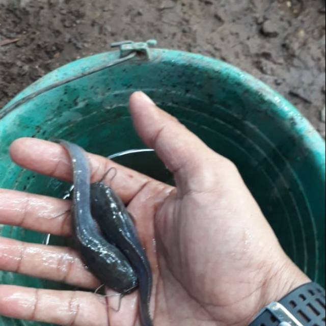 

Bibit ikan lele uk 10-12