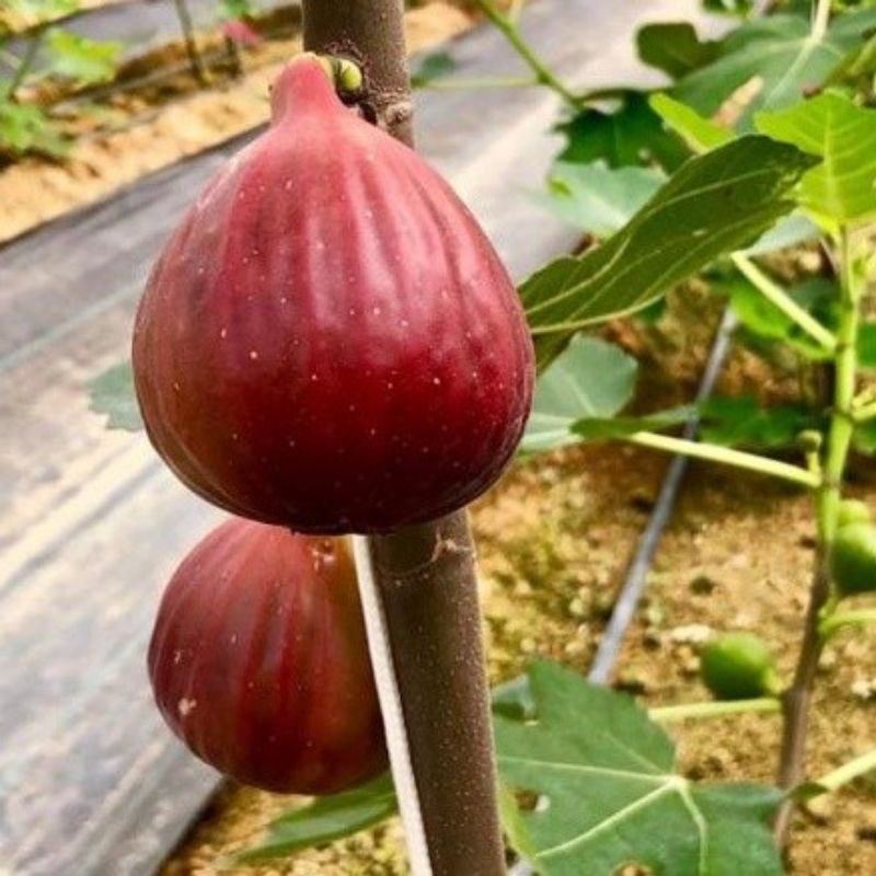 Bibit Buah Tin TGF Jumbo Super Genjah Dan Manis