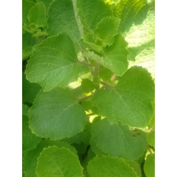 

Daun bangun bangun organik#surabaya#