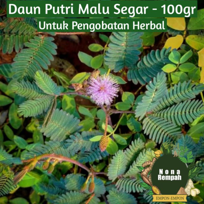 Jual Daun Putri Malu Segar Gr Shopee Indonesia