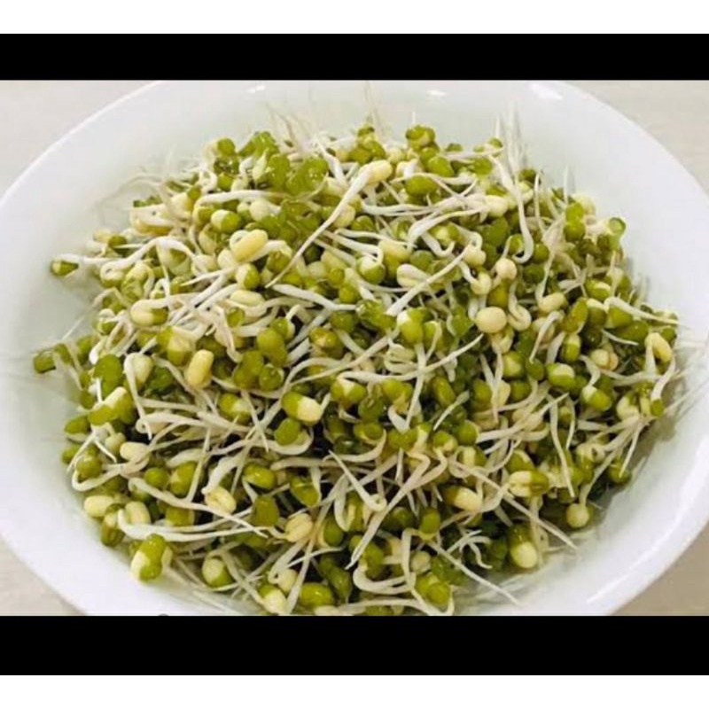 

Kacang Kecambah/Tauge superrr 250gr