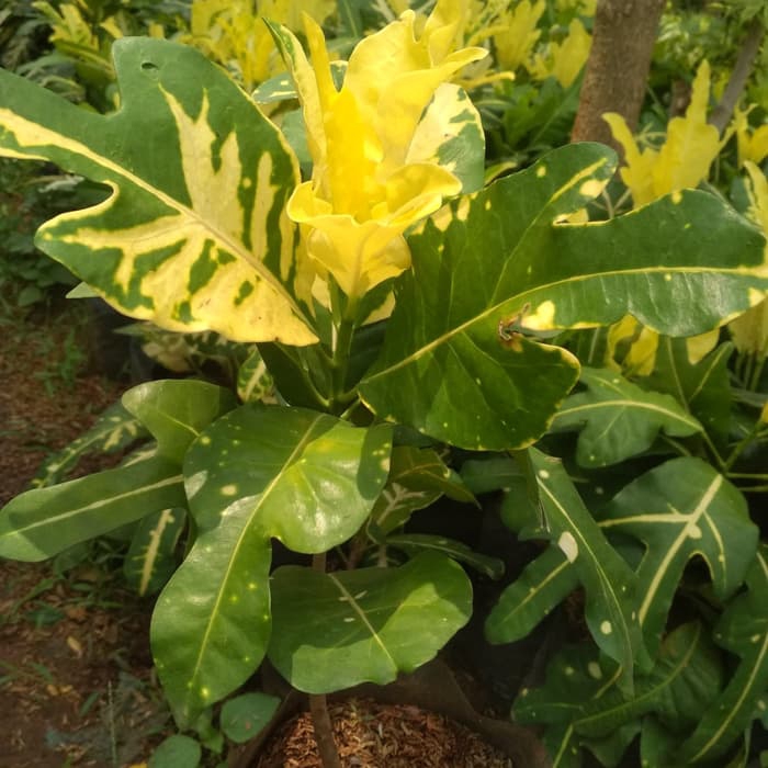 Tanaman hias puring bulan/pohon puring bulan