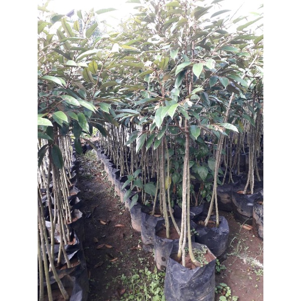 Spesial packing kayu Bibit durian musangking kaki 3