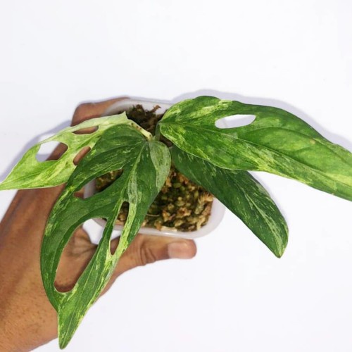 Monstera Andansonii Variegata ( Janda Bolong Varigata )
