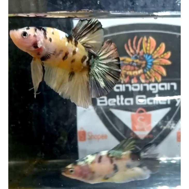1pair indukan yellow koi COPPER gold
