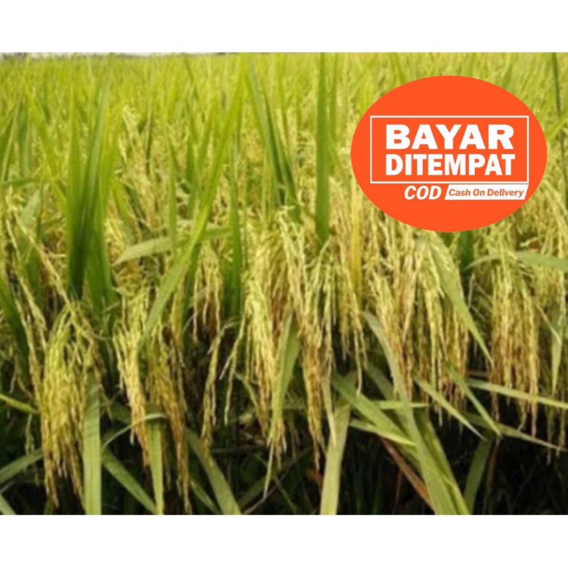 Benih Bibit Padi Cakrabuana 5kg / Bibit Berkualitas