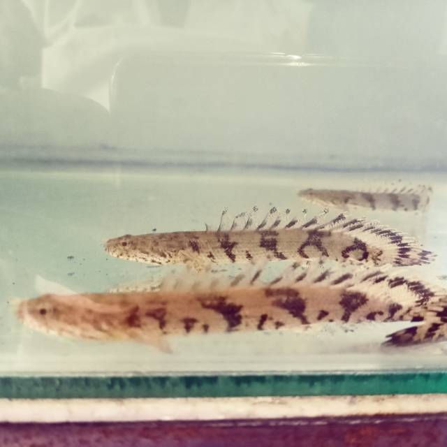 

Ikan Palmas Endlicheri