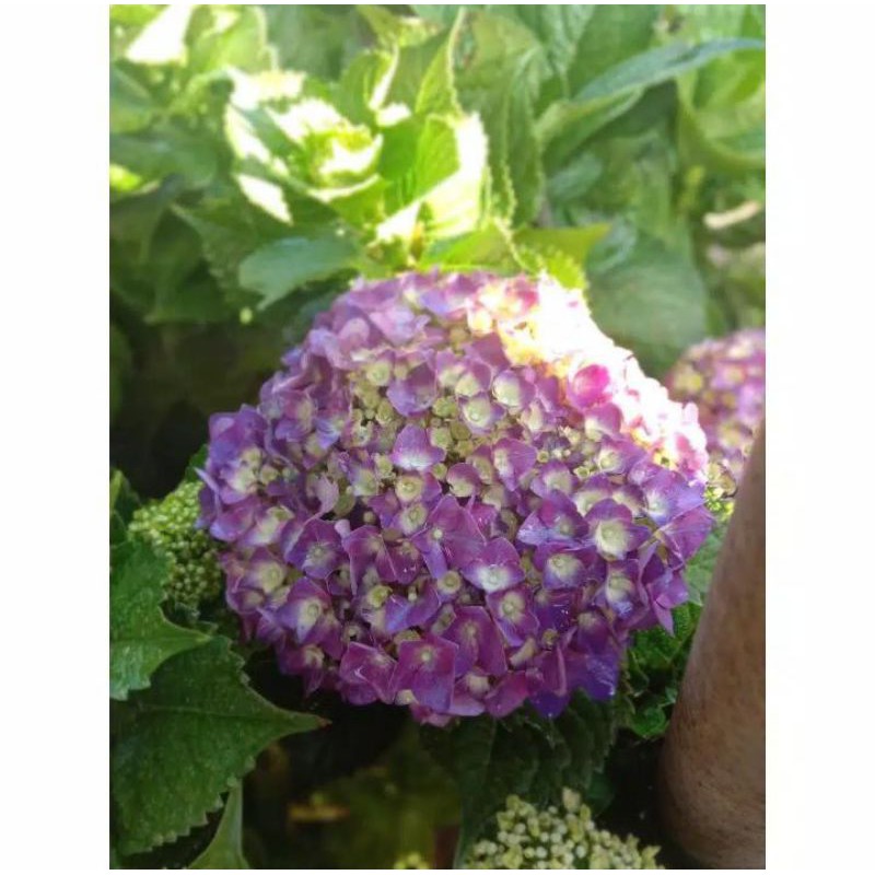 Bunga Hortensia Sudah berbunga/Pancawarna/Hydrangea