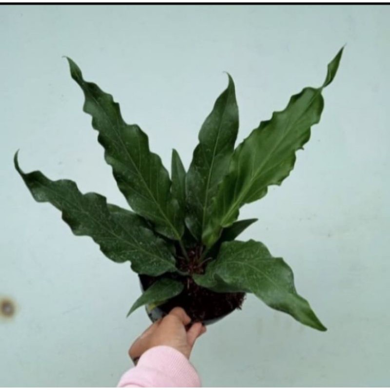 Tanaman Hias Antharium Gelombang  Cinta Pohon Antharium Gelombang Cinta