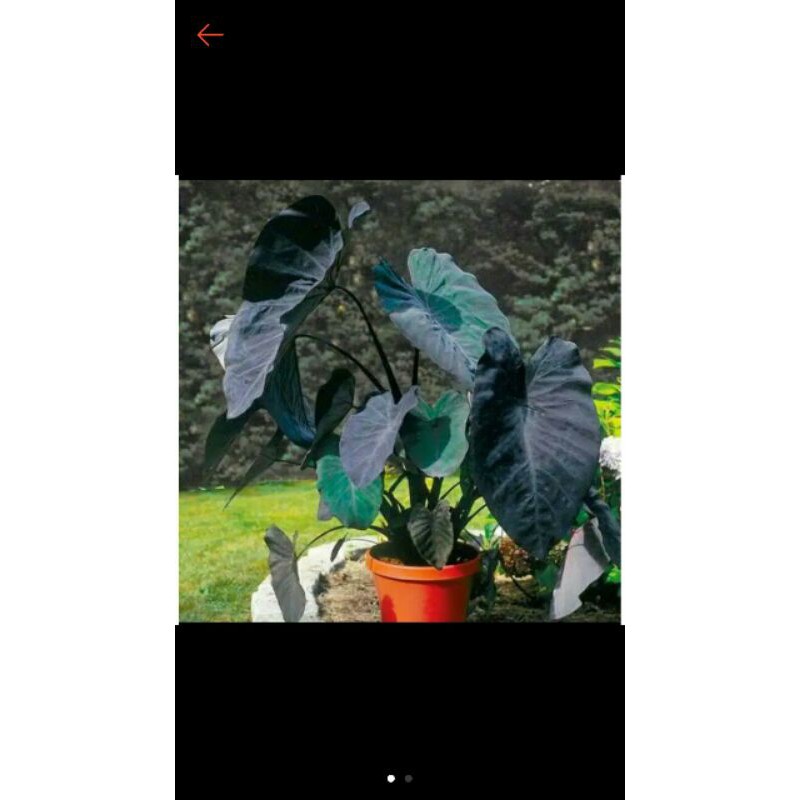 TANAMAN HIAS LOMPONG HITAM//SENTE HITAM