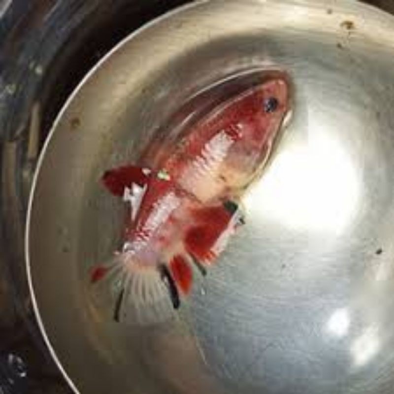 IKAN CUPANG BAHAN NEMO COPPER GOLD