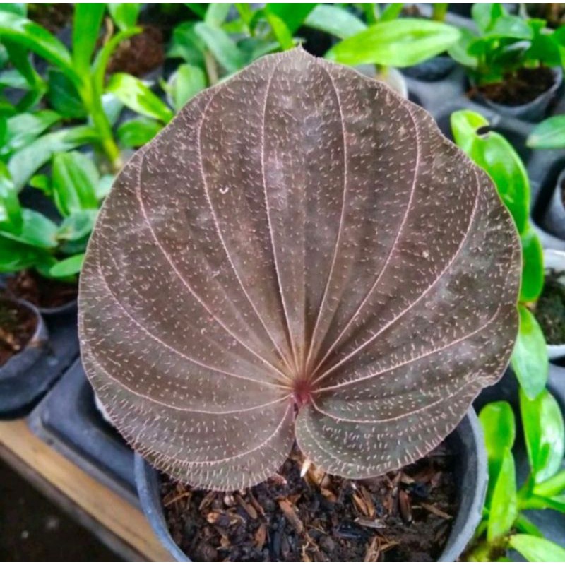 Baru Nervilia plicata ungu - anggrek tanah nervilia plicata ungu unik