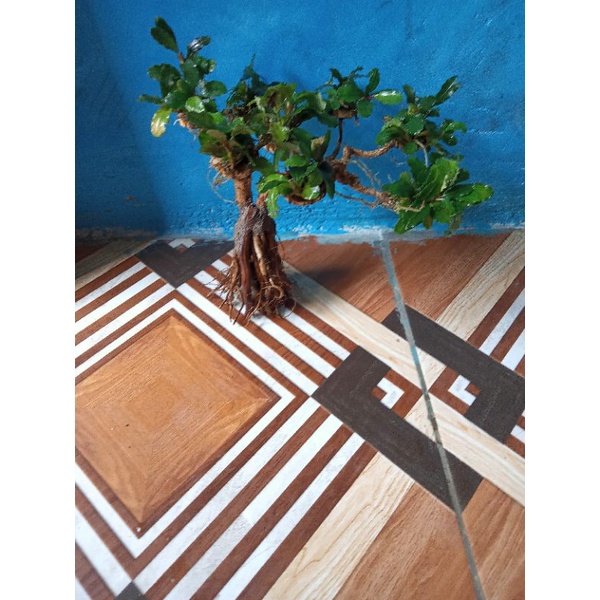 pohon bonsai aquascape Buce Tanaman aquascape