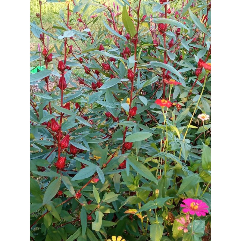 

Bunga Rosella Kering 100gr / Supplier Teh Bunga Rosella Kering