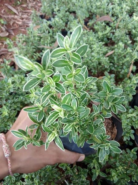 PROMO bibit bonsai mirten - bonsai mirten - pohon mirten