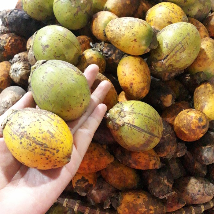 

Pinang wangi / Pinang Medan MANTUL - Pinang Wangi