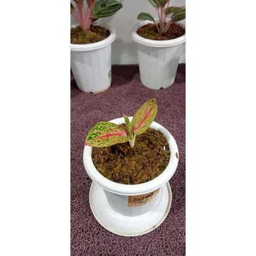 Aglonema beby RL merah (Romatik Love metah)