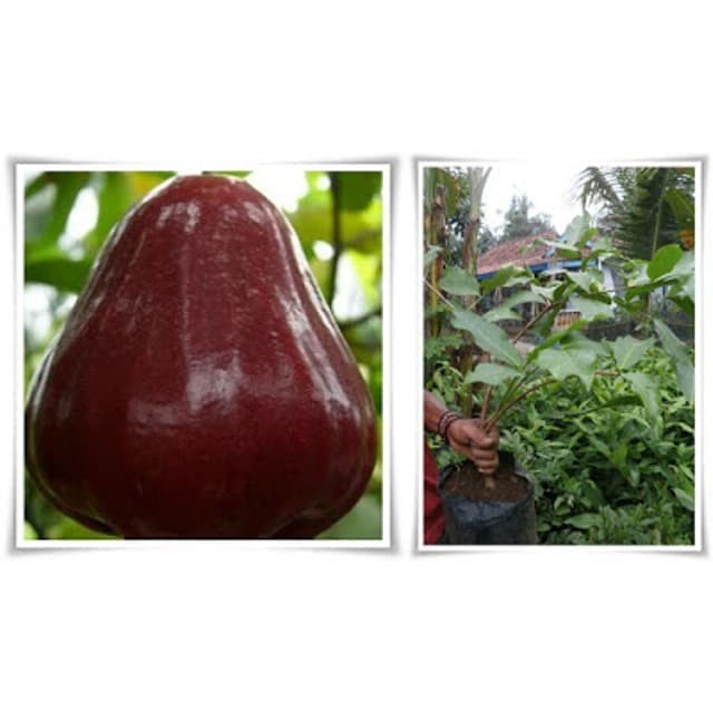 AF bibit jambu air king rose unggul | Tanaman buah jambu king rose