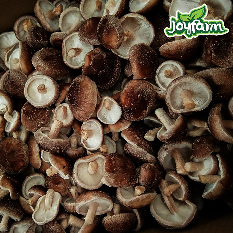 Jamur Shitake 100 gr pack Shopee Indonesia Jamur Shitake 100 gr pack Shopee Indonesia