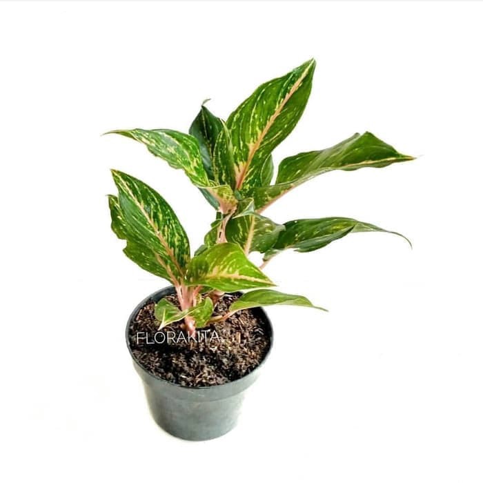 Jual tanaman hias aglonema Butterfly - aglaonema Butterfly