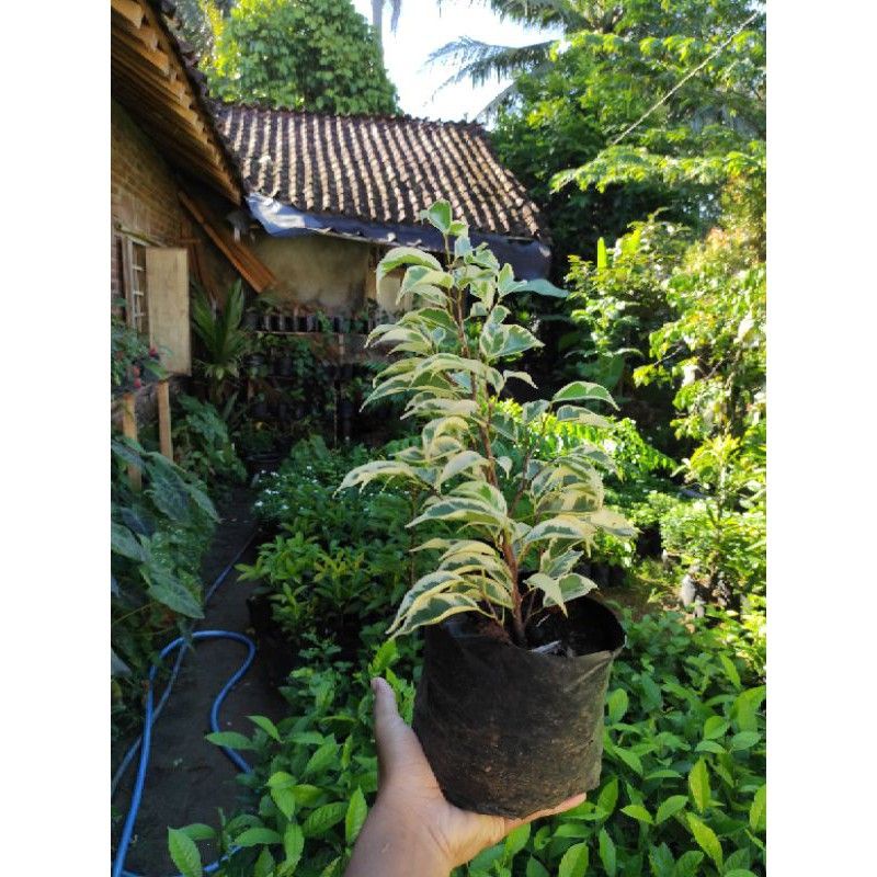 Bahan bonsai beringin varigata bringin putih