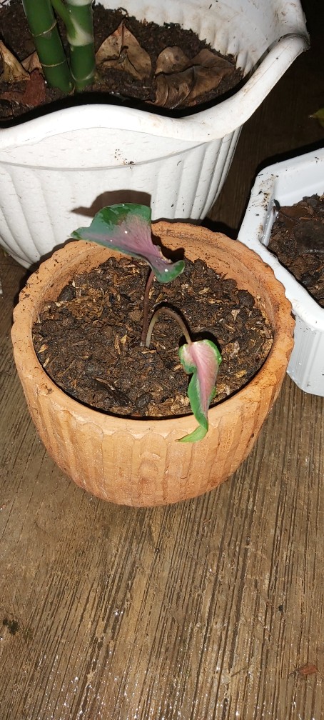 New Tanaman Hias Keladi Merah - Alocasia Red