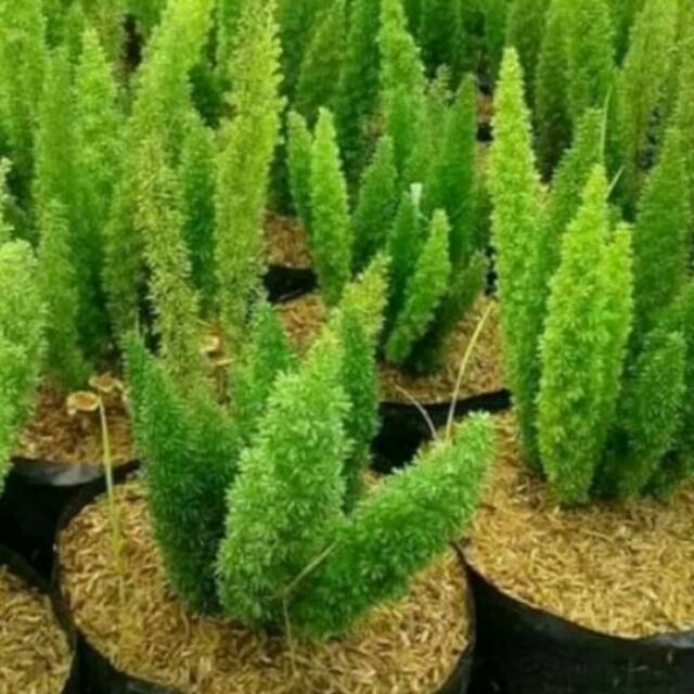 Tanaman hias ekor tupay/tanaman hias ekor tupay murah